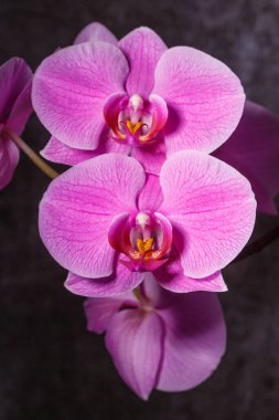 Güzel mor falanopsis orkidesi çiçekleri. Çeşitli orkidelerin çiçek açması. Pembe sarı mor orkideler. Seçici odaklanma. Güzel çiçek arkaplanı.