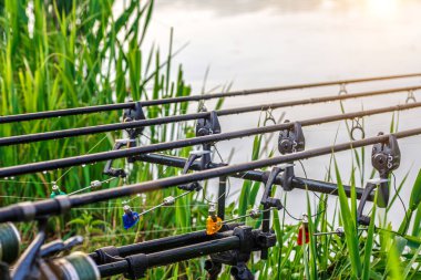 Sazan oltaları. Laklarda balık avı. Balık avlama. Genel Sazan (Cyprinus Carpio).