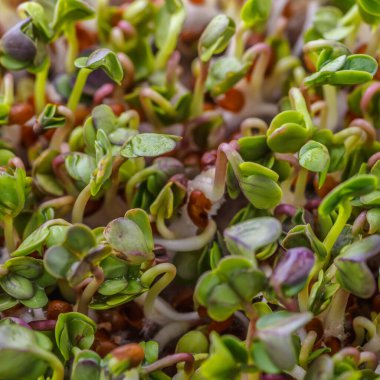 Organik çiğ yeşil gıda. Farklı türde mikro yeşil dereotu filizleri. Mikro sebzeli vejetaryen salatası.