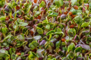 Organik çiğ yeşil gıda. Farklı türde mikro yeşil dereotu filizleri. Mikro sebzeli vejetaryen salatası.