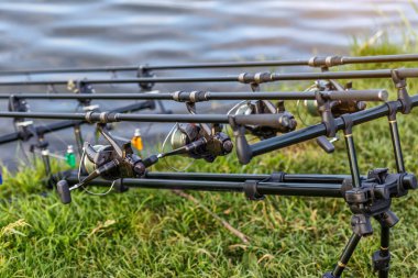 Sazan oltaları. Laklarda balık avı. Balık avlama. Genel Sazan (Cyprinus Carpio).