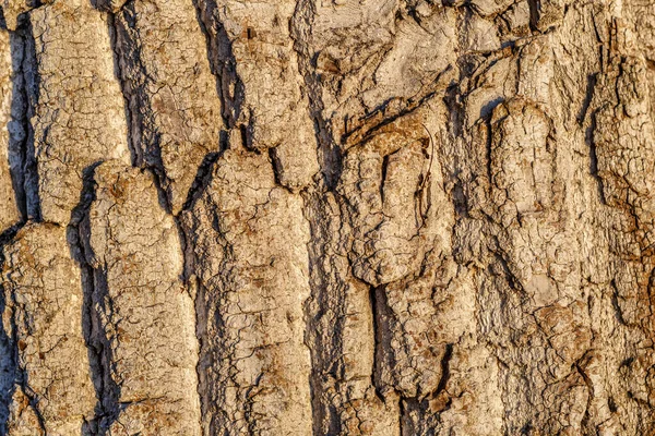 Close Old Dry Tree Brown Bark Background Texture Texture Tree — Stock Photo, Image