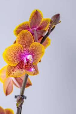 Floral concept. Orchid growing tips.  Most commonly grown house plants. Orchids blossom close up. Orchid flower pink and yellow bloom. Phalaenopsis orchid.