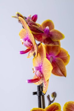 Floral concept. Orchid growing tips.  Most commonly grown house plants. Orchids blossom close up. Orchid flower pink and yellow bloom. Phalaenopsis orchid.