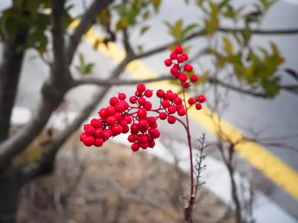 Nandina δέντρο και φωτεινά κόκκινα φρούτα, χειμώνας — Φωτογραφία Αρχείου