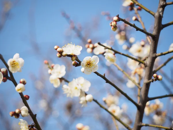 Erik ağacı bahar çiçek açması,