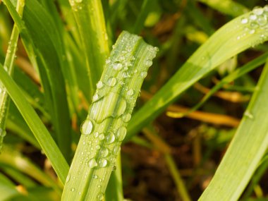 Su damlalı yeşil yaprak