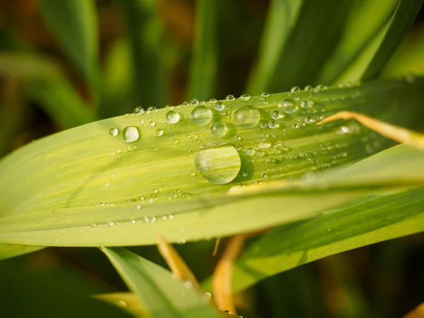Su damlalı yeşil yaprak