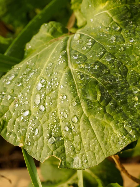 Su damlalı yeşil yaprak