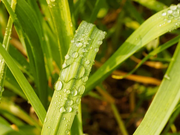 Su damlalı yeşil yaprak