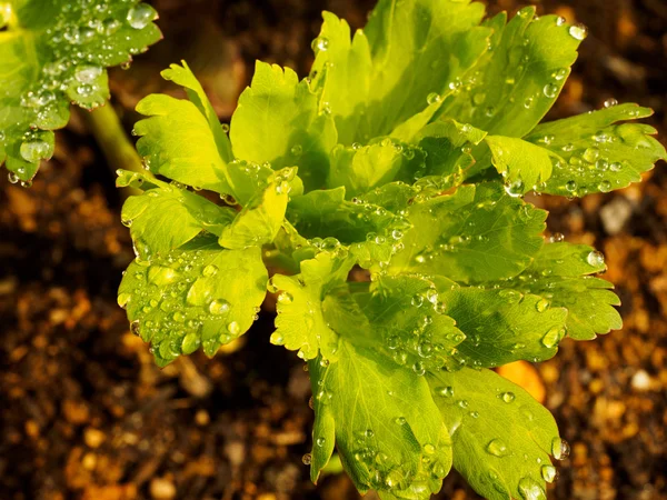 Su damlalı yeşil yaprak