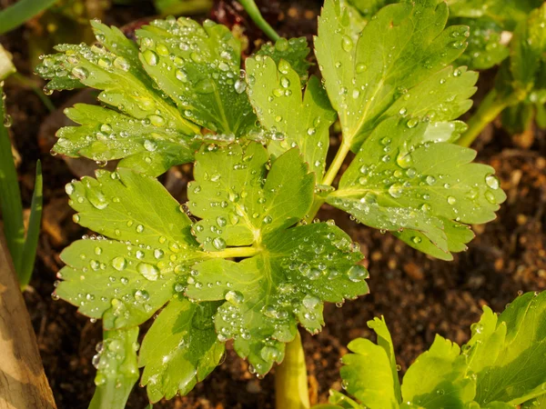 Su damlalı yeşil yaprak