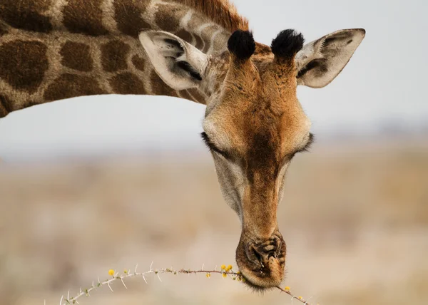 Giraffe in the foreground eating sprouts