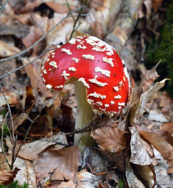 Amanita muscaria mantar