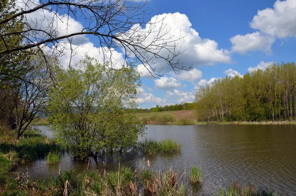 Lagoa em tempo de primavera — Fotografia de Stock