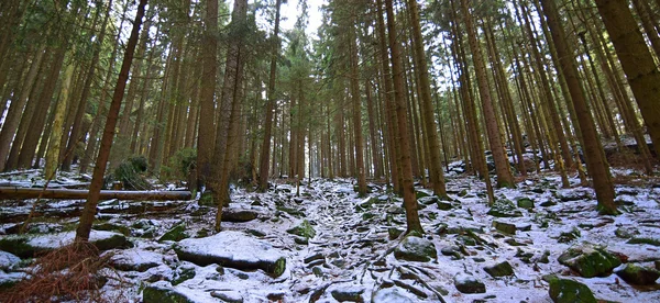 Лес на большом склоне — стоковое фото