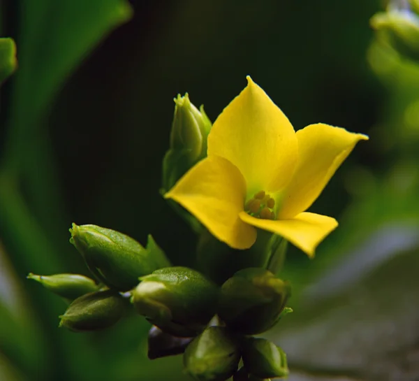 Fiore giallo dettaglio — Foto Stock
