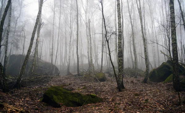 朝の時間の森 — ストック写真