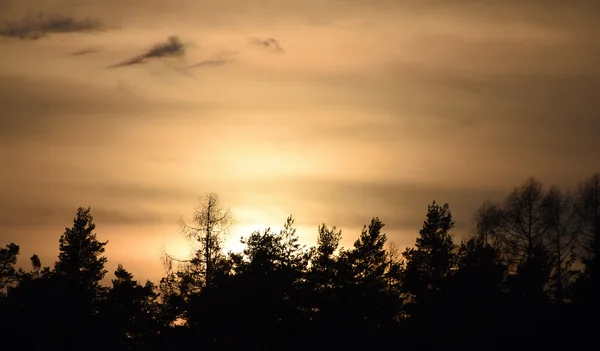 Zachód słońca czarnego lasu — Zdjęcie stockowe