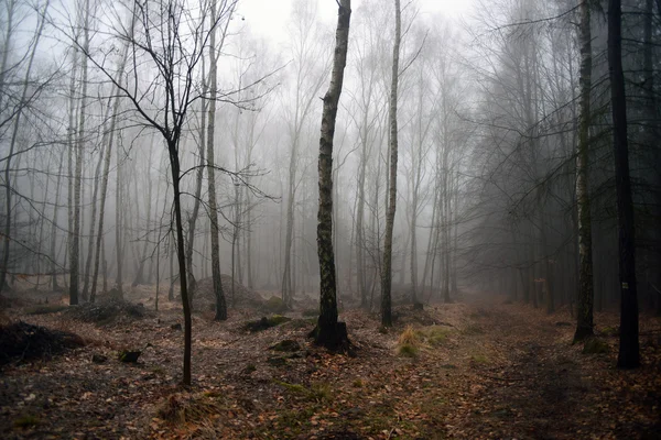 Ormandaki sabah sis — Stok fotoğraf