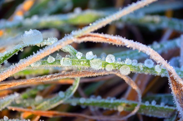 Glaze ghiaccio erba — Foto Stock