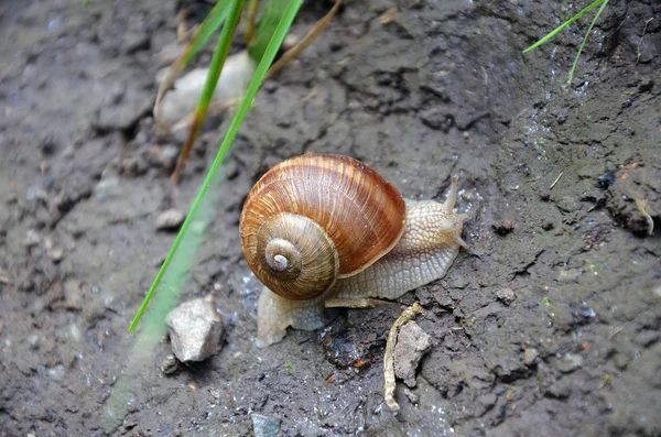 Caracol en tierra de barro —  Fotos de Stock