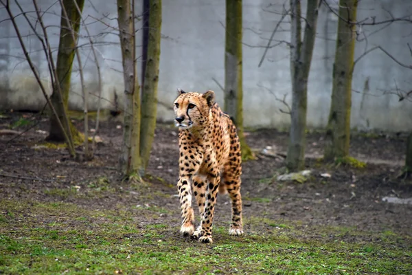 Gepard szczupły w lesie — Zdjęcie stockowe