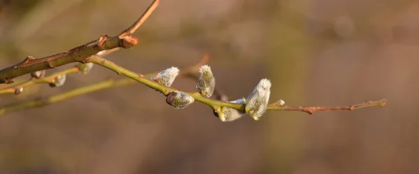 Kätzchen blühen auf Baum — Stockfoto