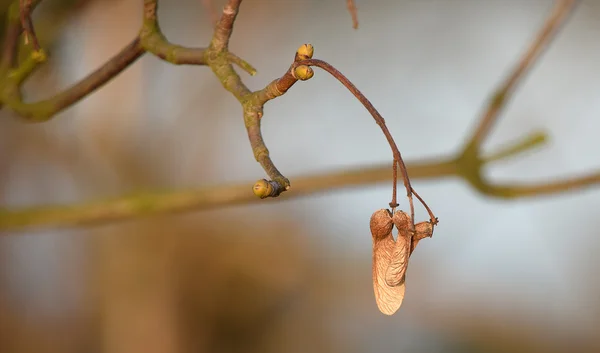 Fruta de arce seca — Foto de Stock