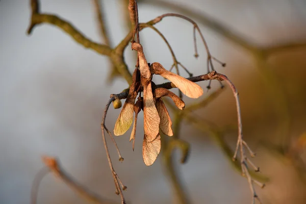 Buah maple kering — Stok Foto