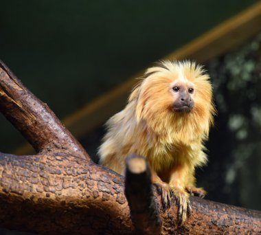 Bu pembe maymun hayvanat bahçesinde altın