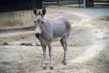 zoo eşek