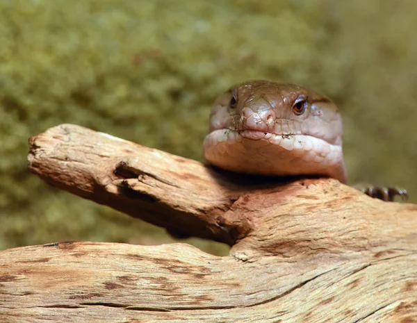 Reptil relajarse en la madera — Foto de Stock