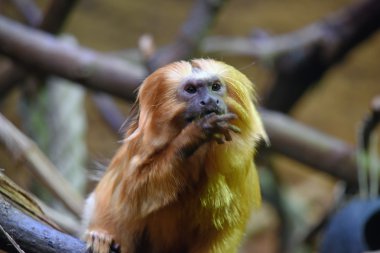 Bu pembe maymun Altın Aslan