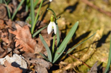 Kardelen yeşil ile yalnız yapraklar
