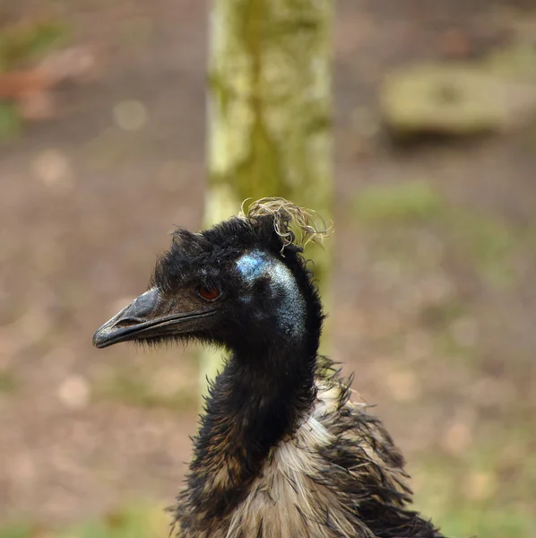 Cabeça de pássaro emu — Fotografia de Stock