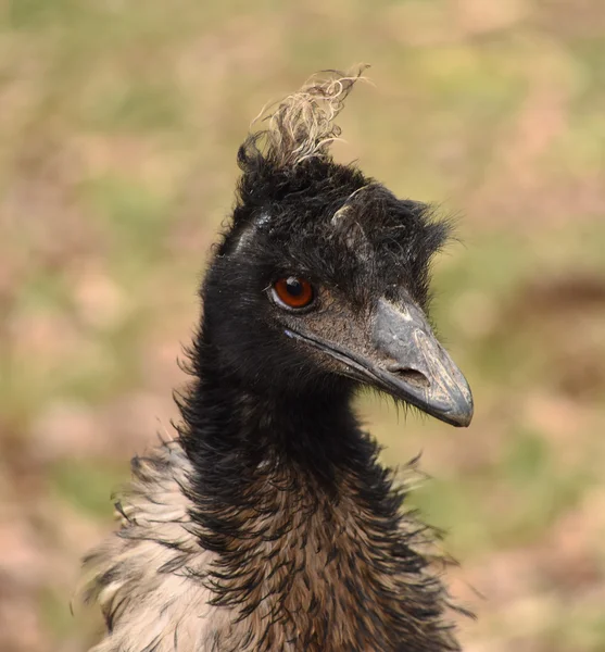 Cabeça de pássaro emu — Fotografia de Stock