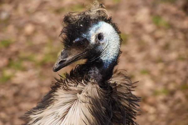 Cabeça de pássaro emu — Fotografia de Stock