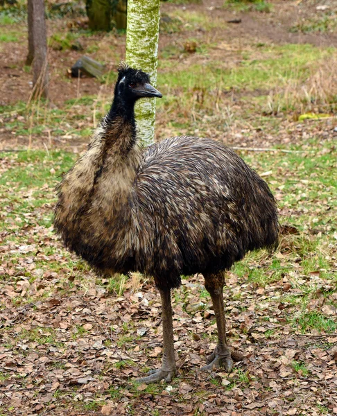 Pássaro emu em folhas — Fotografia de Stock