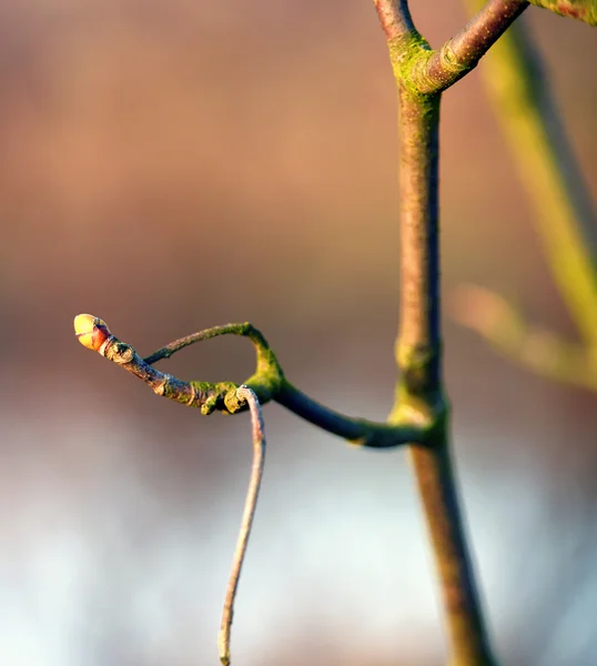 Jarní strom raší — Stock fotografie