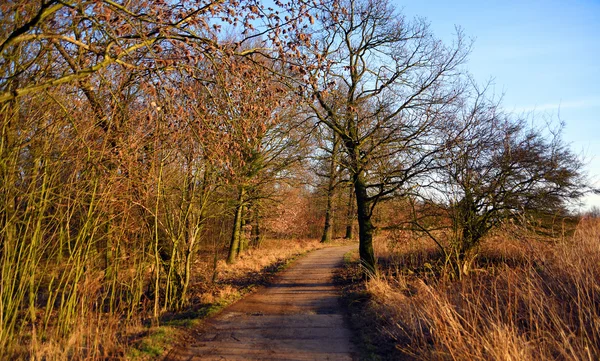 Caminho de inverno com sol — Fotografia de Stock