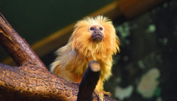 Guldlejonet monkey — Stockfoto