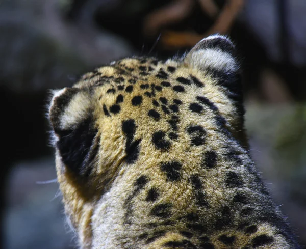 Panthera pardus amurensis — Stok fotoğraf