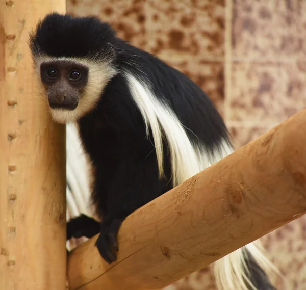 Singe Guereza à ZOO — Photo