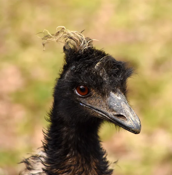 Emu mit Punkhaar — Stockfoto