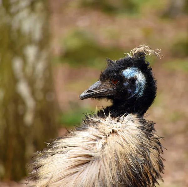 Emu com cabelo punk — Fotografia de Stock