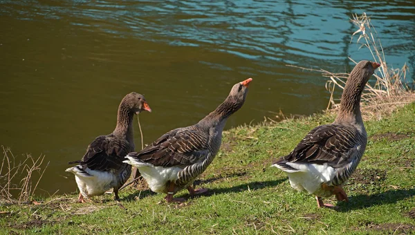 Wildgans in der Nähe des Flusses — Stockfoto