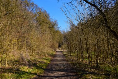 Bahar yol ağaçları ile
