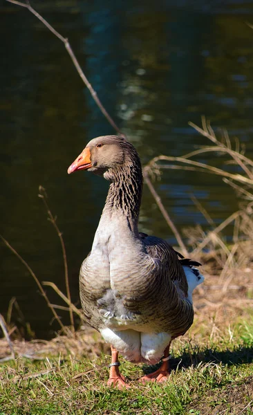 Wilde gans in de buurt van rivier — Stockfoto