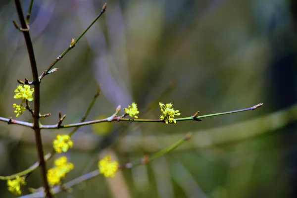 노란 봄 꽃 — 스톡 사진